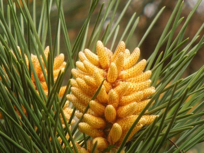 Pine Pollen Powder.jpg