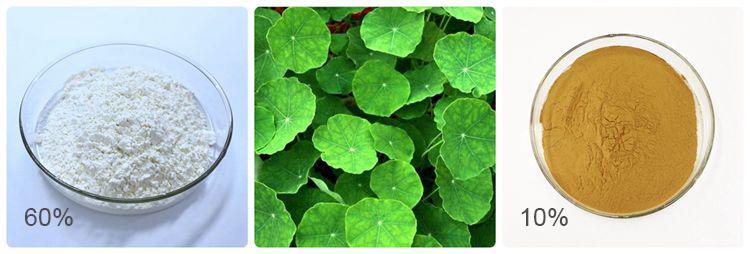 Gotu Kola Extract Powder