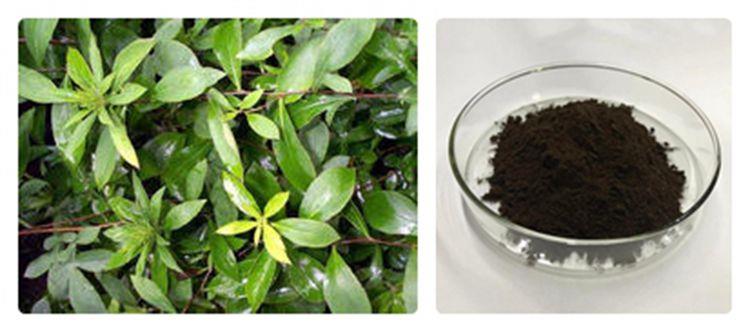 Senna Leaf Extract Sennosides