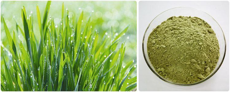 Barley Grass Extract