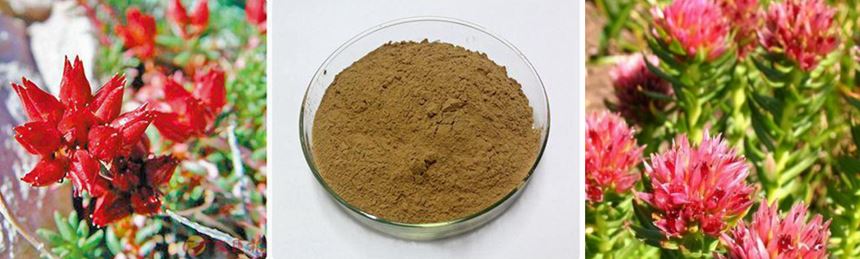 Rhodiola Rosea Powder Extract