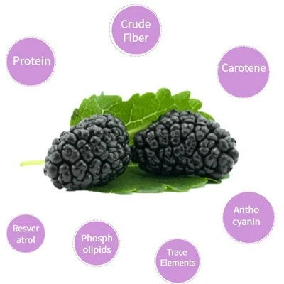 product-400-400 Mulberry fruit powder nutrition