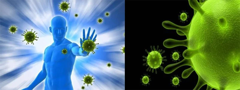 Ophiopogonis extract function Ophiopogonis extract function