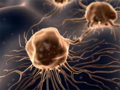 Anti-tumor effect Anti-tumor effect