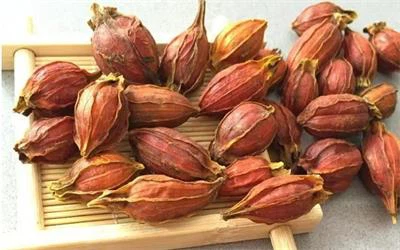 gardenia jasminoides fruit extract gardenia jasminoides fruit extract