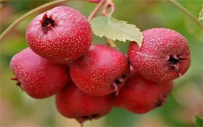 hawthorn berry hawthorn berry