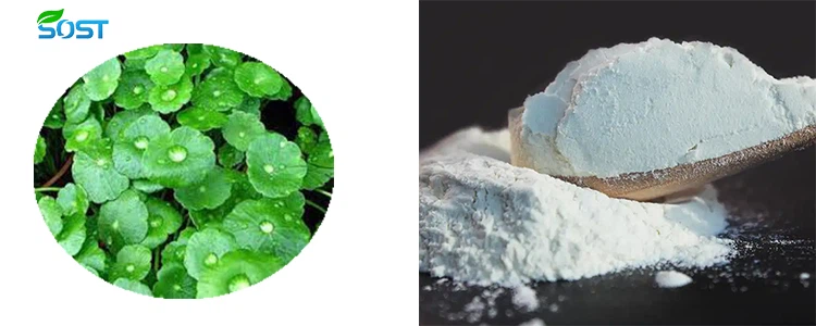 Centella asiatica powder Centella asiatica powder