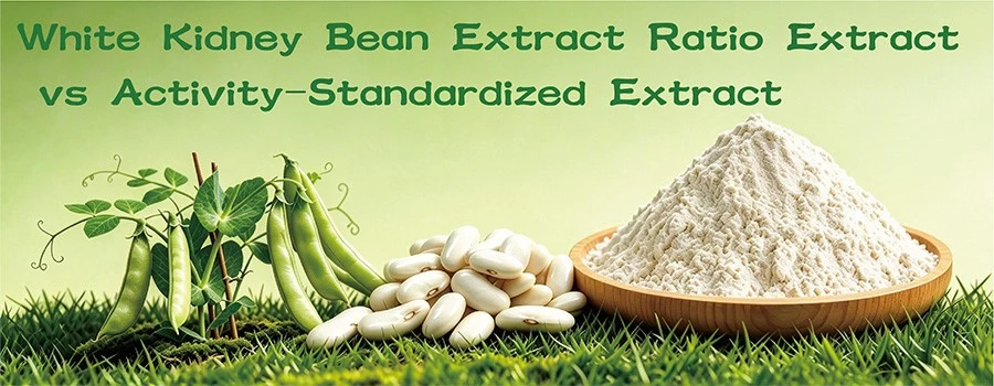 White Kidney Bean Extract White Kidney Bean Extract