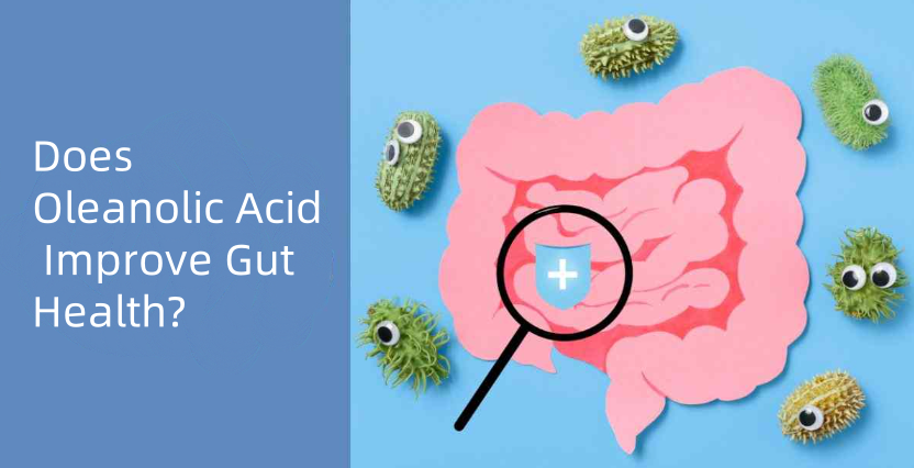 Oleanolic Acid Improve Gut Health Oleanolic Acid Improve Gut Health