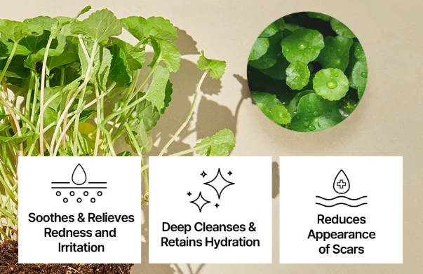 Skin Benefits Of Centella Asiatica Extract Skin Benefits Of Centella Asiatica Extract