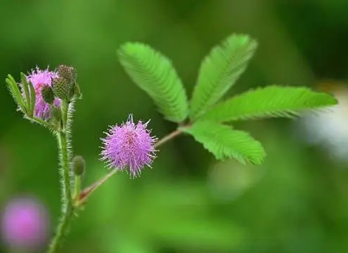 Mimosa pudica Mimosa pudica