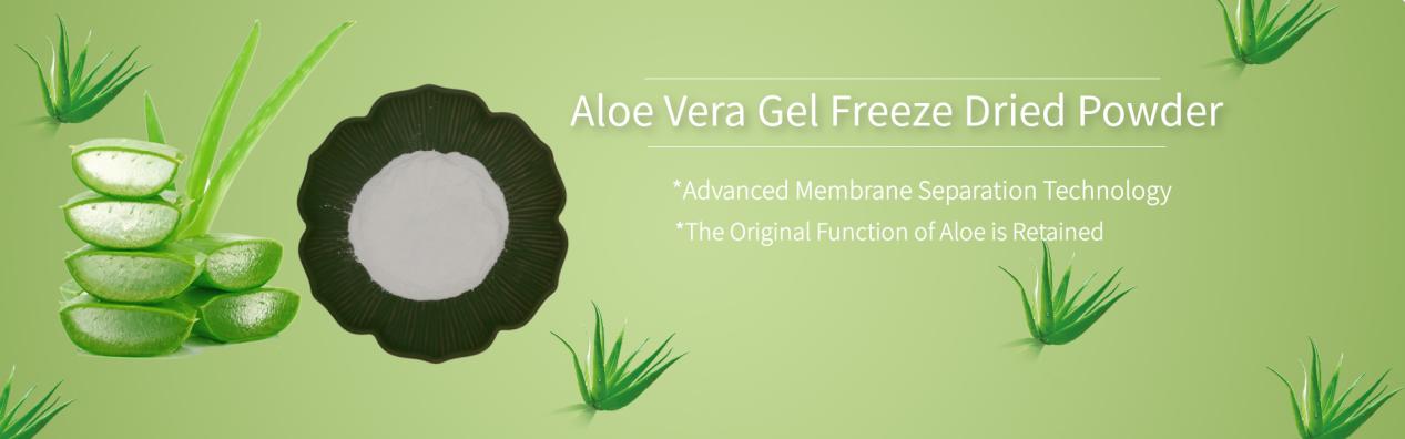 Aloe Vera Gel Freeze Dried Powder2 Aloe Vera Gel Freeze Dried Powder2