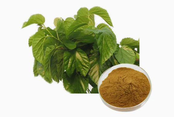 DNJ Mulberry Leaf Extract DNJ Mulberry Leaf Extract