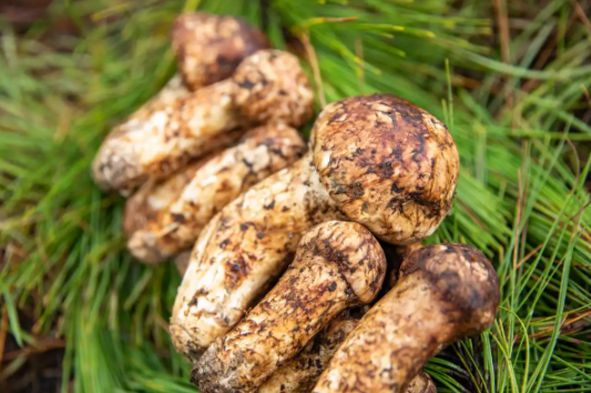 Organic Agaricus Blazei Murill Extract Organic Agaricus Blazei Murill Extract