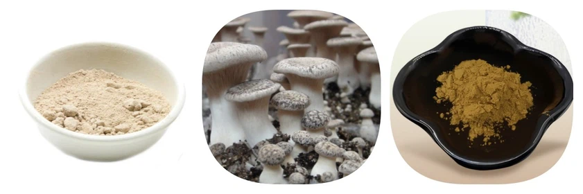 Pleurotus Eryngii Mushroom Pleurotus Eryngii Mushroom