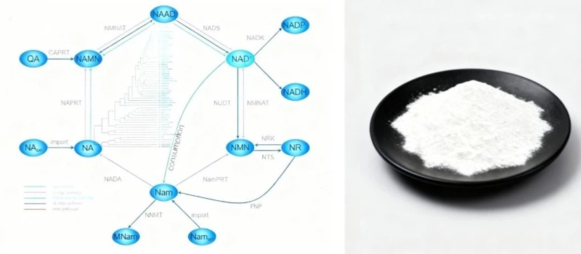 β-Nicotinamide adenine dinucleotide (NAD+) family factory supply β-Nicotinamide adenine dinucleotide (NAD+) family factory supply