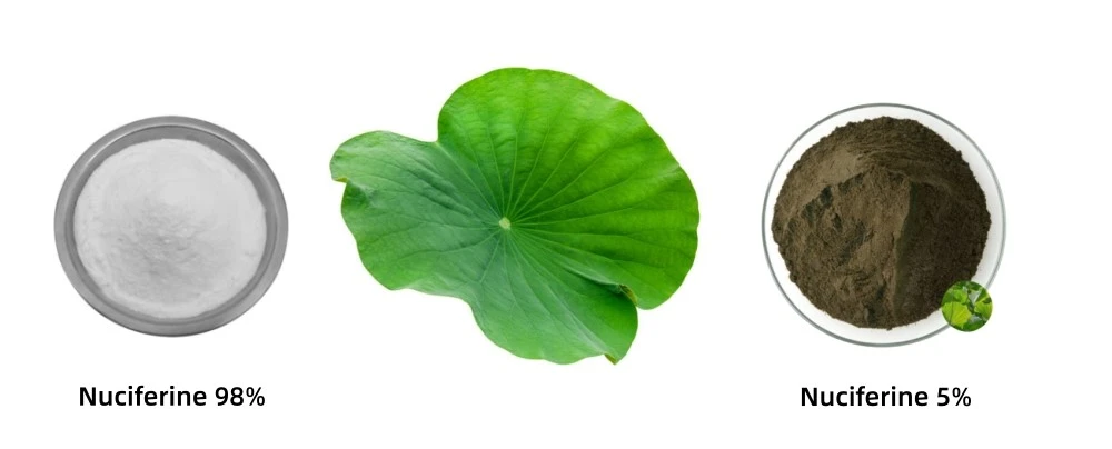 Lotus Leaf Extract Nuciferine powder 5% 98% Lotus Leaf Extract Nuciferine powder 5% 98%