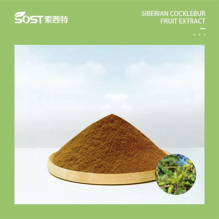 Siberian Ginseng Extract Powder
